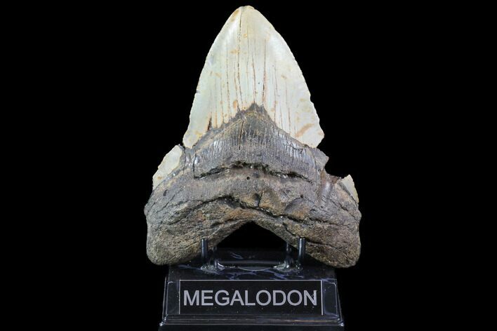 Fossil Megalodon Tooth - Monster Meg Tooth #86500